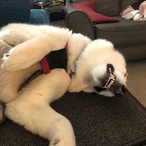 Meet your Posher, Jennifer